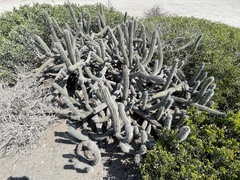 Lophocereus gatesii