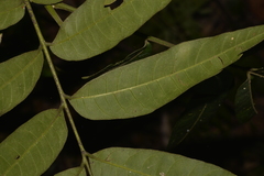Dysoxylum rufum