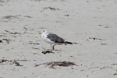 Larus fuscus graellsii