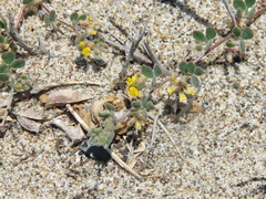 Acmispon heermannii orbicularis
