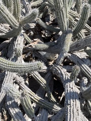 Lophocereus gatesii