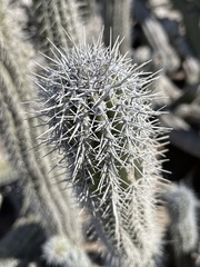 Lophocereus gatesii