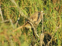 Phacellodomus striaticollis
