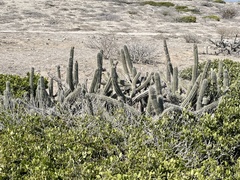 Lophocereus gatesii