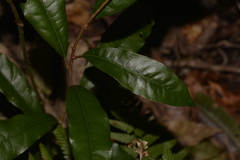 Heritiera trifoliolata