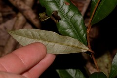Heritiera trifoliolata