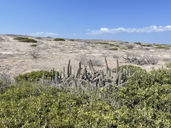 Lophocereus gatesii