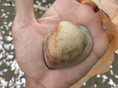 Cucullaea labiata