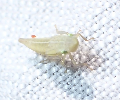 iNaturalist observation photo of Cicadellini