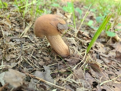 Tylopilus variobrunneus