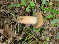 Tylopilus variobrunneus