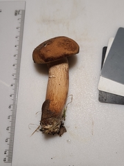 Tylopilus variobrunneus