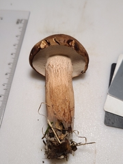 Tylopilus variobrunneus