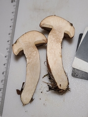 Tylopilus variobrunneus