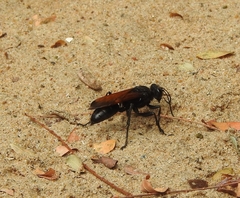 Sphex diabolicus