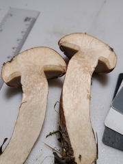 Tylopilus variobrunneus