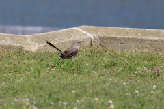 Mimus polyglottos polyglottos