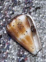 Conus gladiator