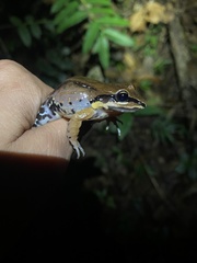 Leptodactylus albilabris