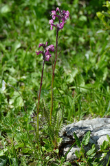 Pedicularis rostratospicata