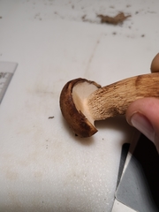 Tylopilus variobrunneus