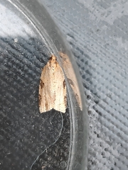 Clepsis spectrana