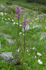 Pedicularis rostratospicata