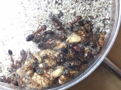 Camponotus socius