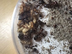Camponotus socius