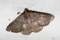 Eudesmeola lawsoni