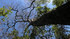 Nothofagus macrocarpa