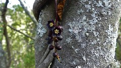 Lardizabala biternata