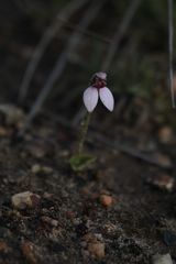 Eriochilus scaber scaber