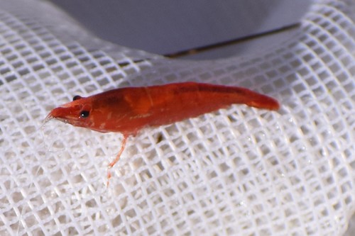 Tép đỏ cherry trưởng thành bò trên lưới trắng