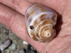 Conus purpurascens