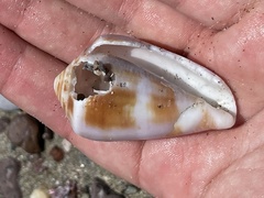 Conus purpurascens