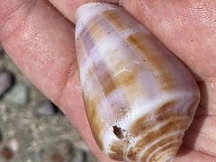 Conus purpurascens