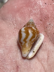 Columbella strombiformis