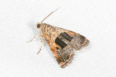 Tripudia rectangula