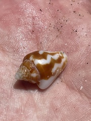 Columbella strombiformis