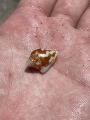 Columbella strombiformis