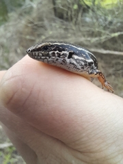 Ctenotus labillardieri