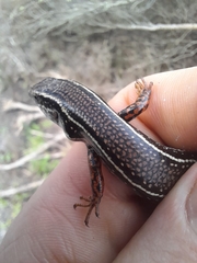 Ctenotus labillardieri