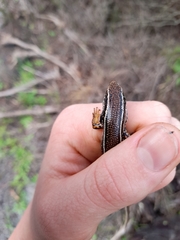 Ctenotus labillardieri