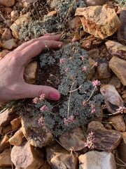 Eriogonum kennedyi