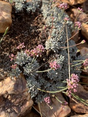 Eriogonum kennedyi