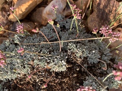 Eriogonum kennedyi