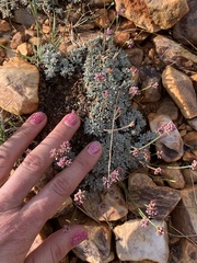 Eriogonum kennedyi
