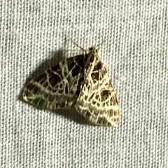 Eustroma reticulata