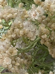 Pseudognaphalium macounii